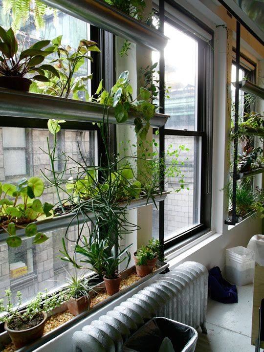 indoor plants arrangement variety deck