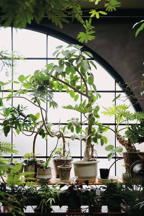 plants indoor living interior plant homesthetics enthusiasts fresh designs