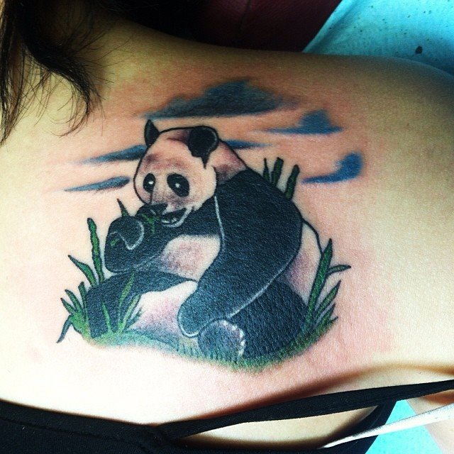 Panda Bear Eating Bamboo Leaves on Back shoukder