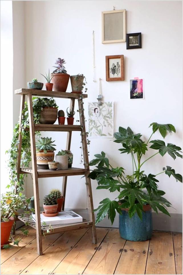 Awesome Idea To Display Indoor Plants