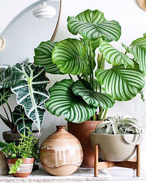 Awesome Indoor Plants