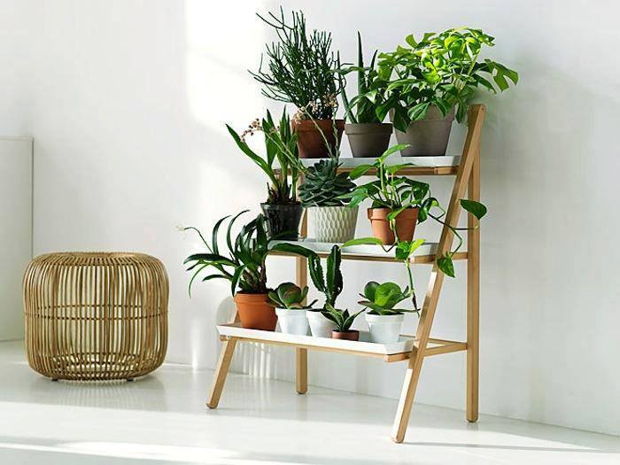 Beautifully Arrange Indoor Plants
