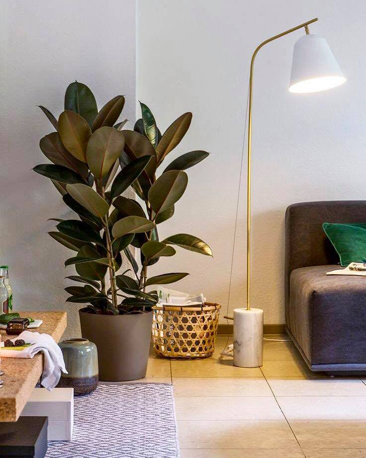 Comfortable Indoor Plant Idea In Living Space