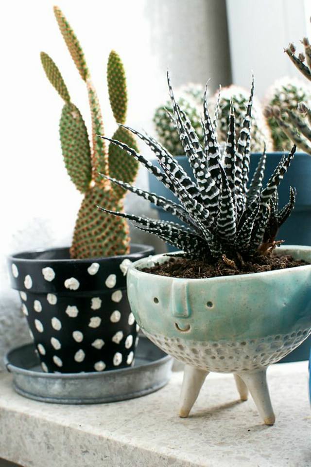 Gorgeous Cactus Inside Home