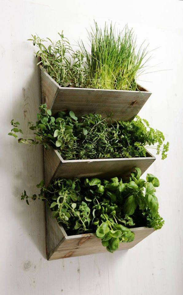 Great Idea For Indoor Plantations