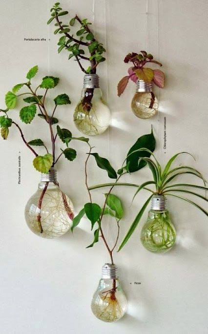Green Foilage And Botonical Plants Inside