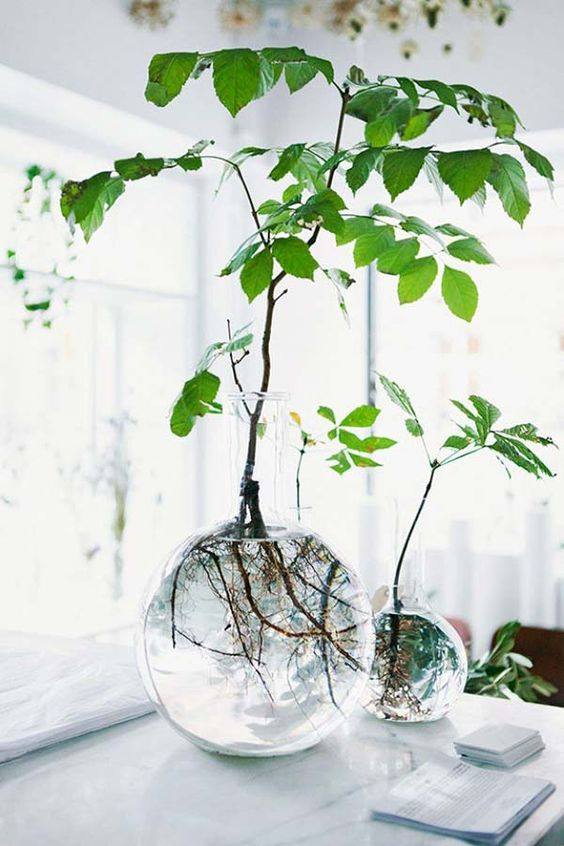Indoor Plants In Beautiful Jar