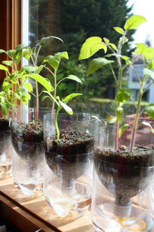 Self Watering Inside Your Home