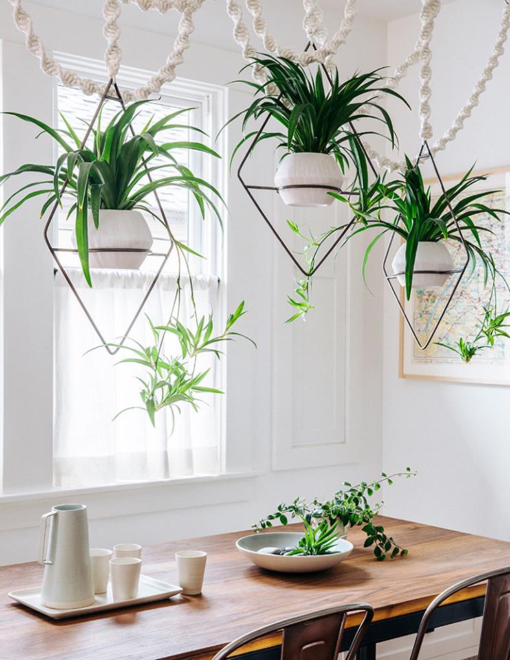Suspend Your Houseplants In The Air