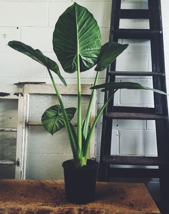 Tropical Indoor Plant With Broad Leaves