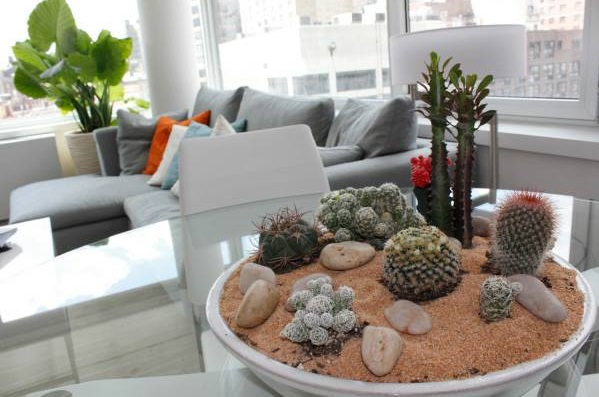 Variety of Cactus Inside Living