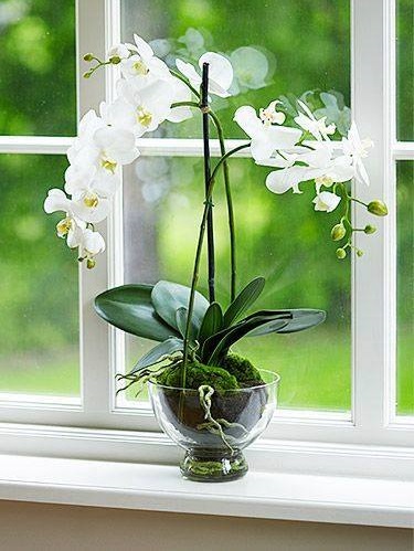 White Flower Plant Inside Window Side