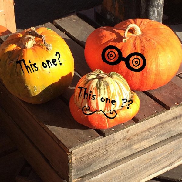 Choose the pumpkin for carving. Pic by puzzleheadseducational