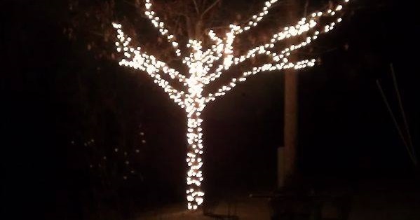 Amazing Light decor On Tree