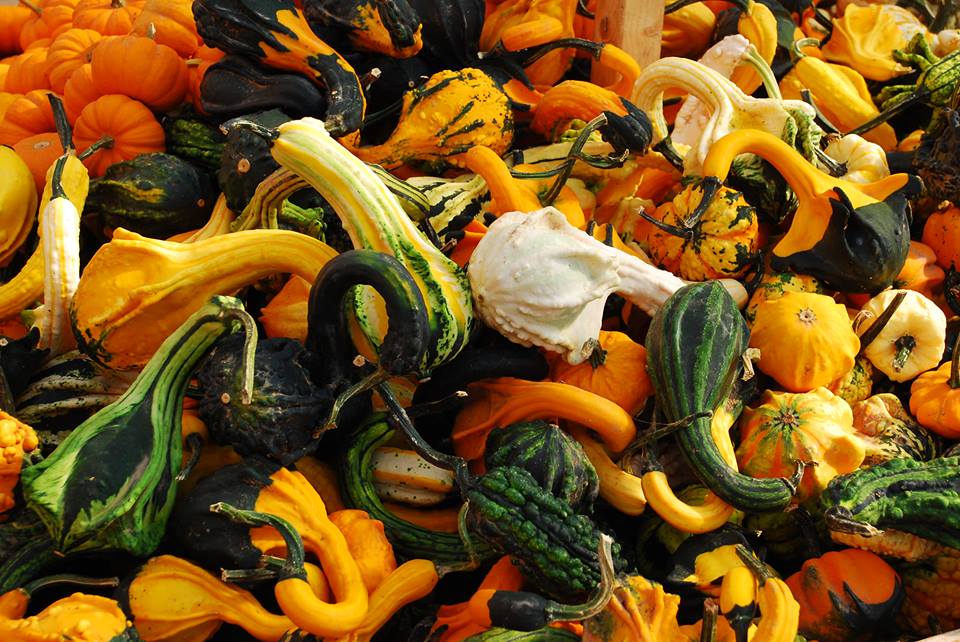 Dried Gourds Used For Fall Decor