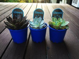 Superb Idea To Gift Succulent Plants For Nature Lover