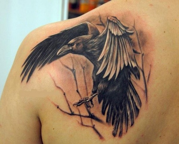 Black and grey crow on shoulder.