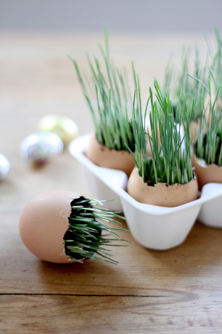 Wheat grass eggs for Easter decor.