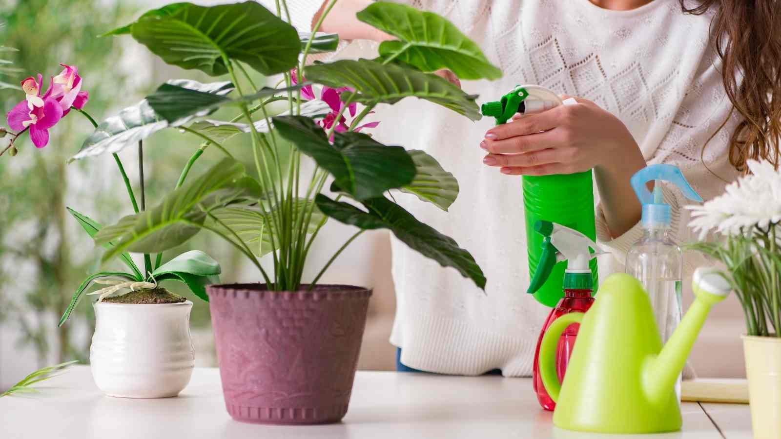 Take Care of a Plant After Online Delivery