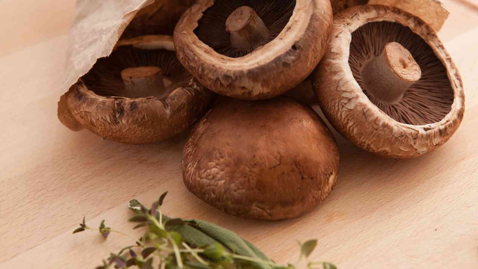 Know About Mushroom Supplement